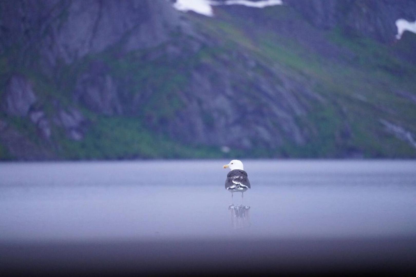 Lofoten Panoramic Luxury Home With Sauna Москенесей Екстер'єр фото